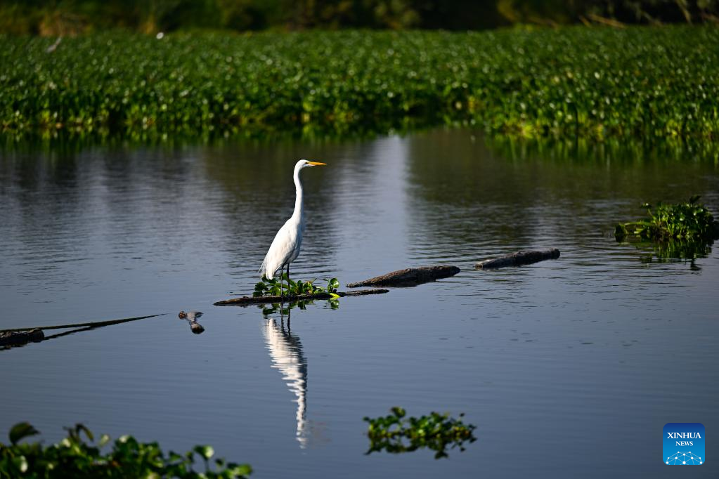 View of Xochimilco Ecological Park in Mexico