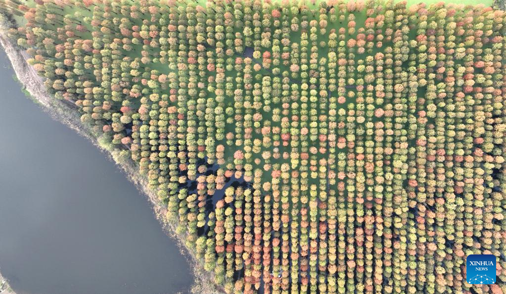 In pics: metasequoia forest in Yangzhou, E China's Jiangsu Province