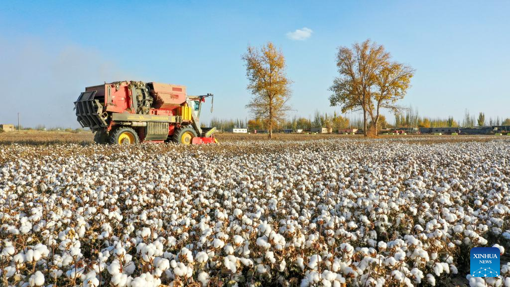 Cotton harvest comes to end in Xayar County, NW China's Xinjiang