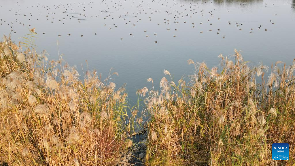 Hefei accredited as international wetland city by Ramsar Convention