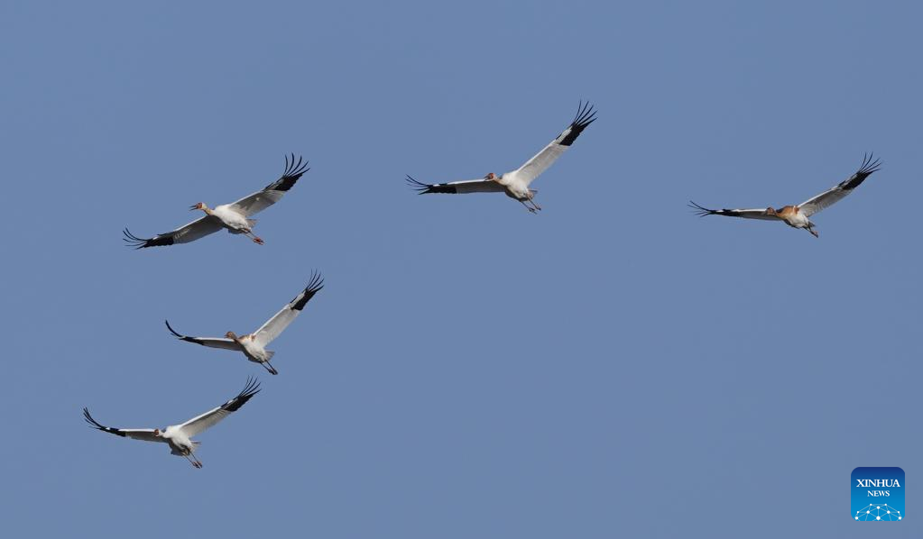First batch of migrant birds arrive at Poyang Lake to spend winter time