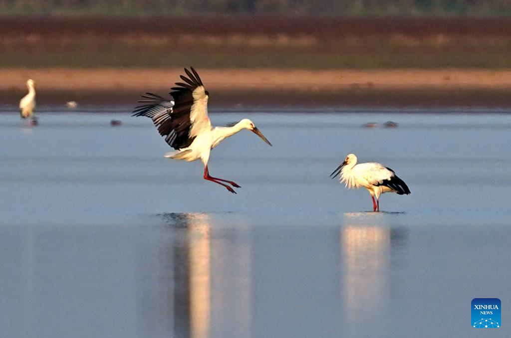 First batch of migrant birds arrive at Poyang Lake to spend winter time