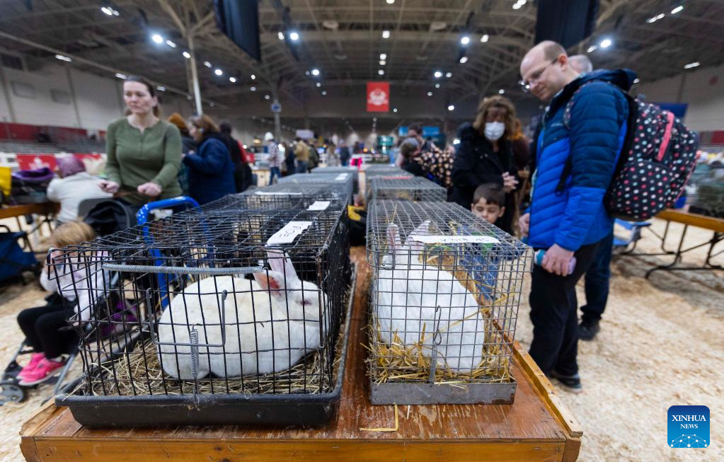 In pics: Rabbit &Cavy Show at 2022 Royal Agricultural Winter Fair in Canada