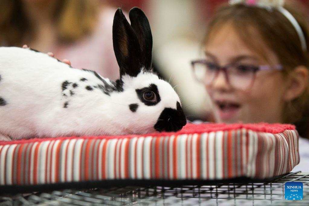 In pics: Rabbit &Cavy Show at 2022 Royal Agricultural Winter Fair in Canada