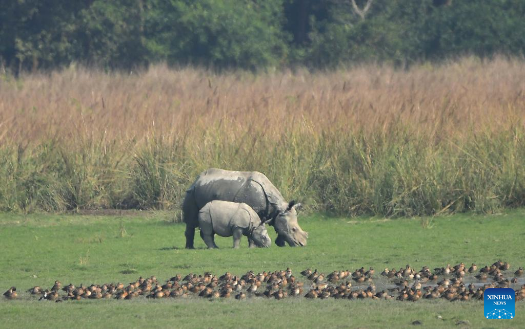 Rhinos graze in Pobitora Wildlife Sanctuary, India