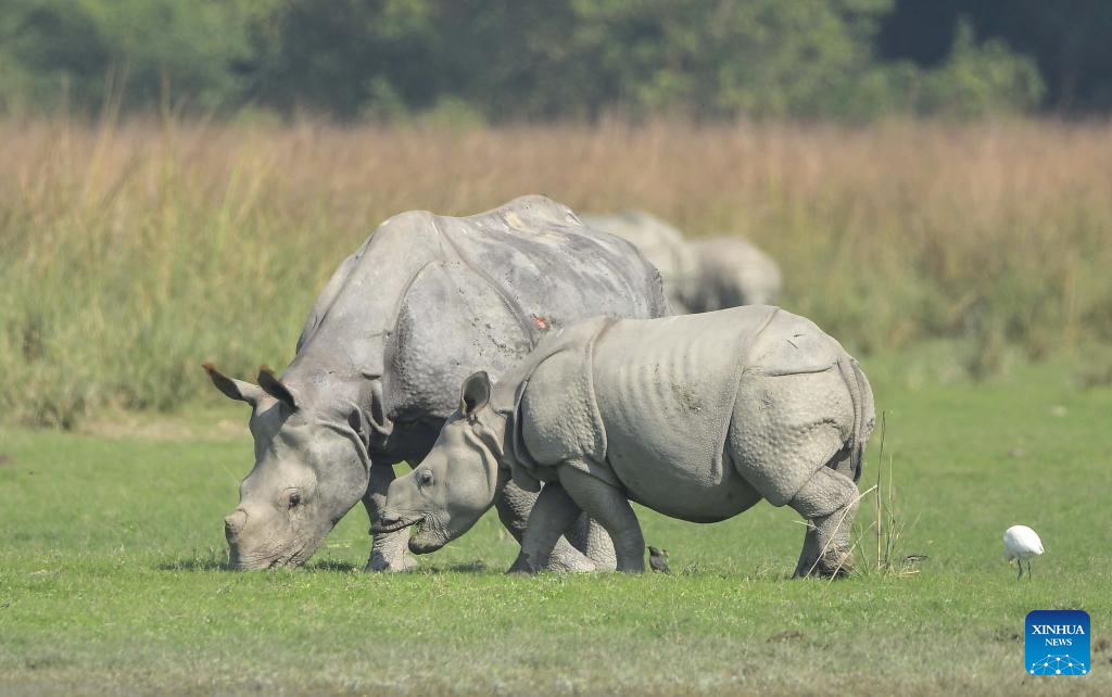 Rhinos graze in Pobitora Wildlife Sanctuary, India