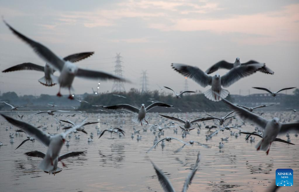 Migratory birds fly over Yamuna River in New Delhi, India