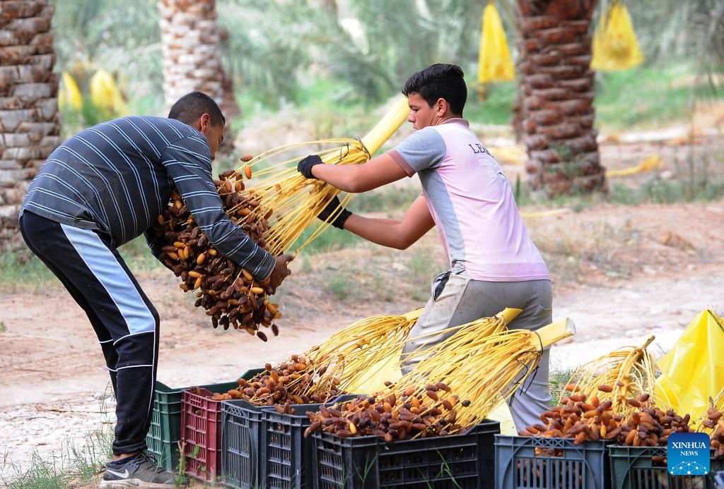 Date harvest in Biskra, Algeria