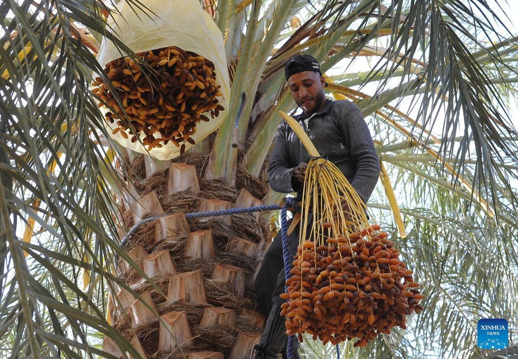 Date harvest in Biskra, Algeria