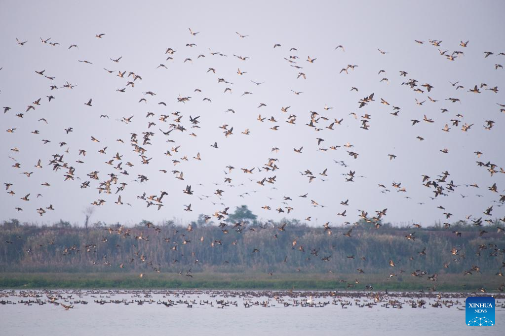 China's Changde boasts great area of wetlands