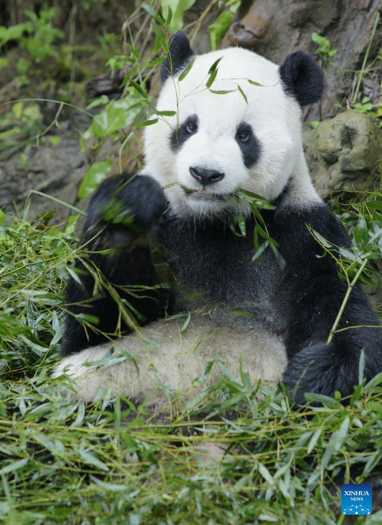 Panda gifted by Chinese mainland dies in Taiwan