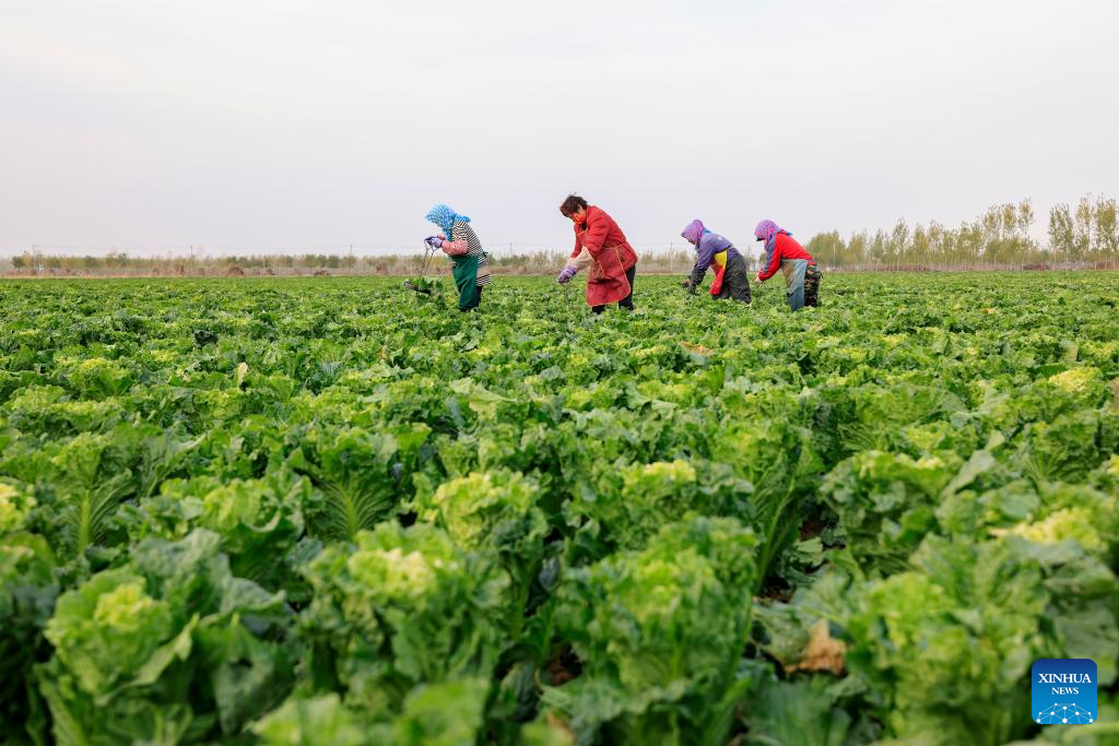 Vegetable farmers across China busy with harvest to ensure supply in winter