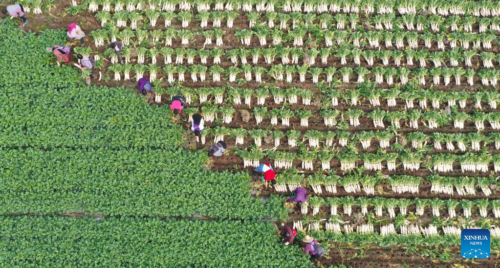 Vegetable farmers across China busy with harvest to ensure supply in winter