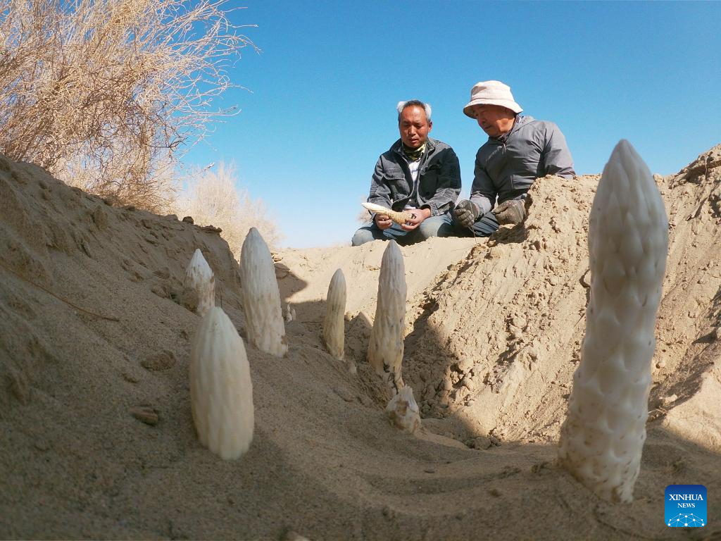 Wondrous Xinjiang: Veterans greening desert town in Xinjiang
