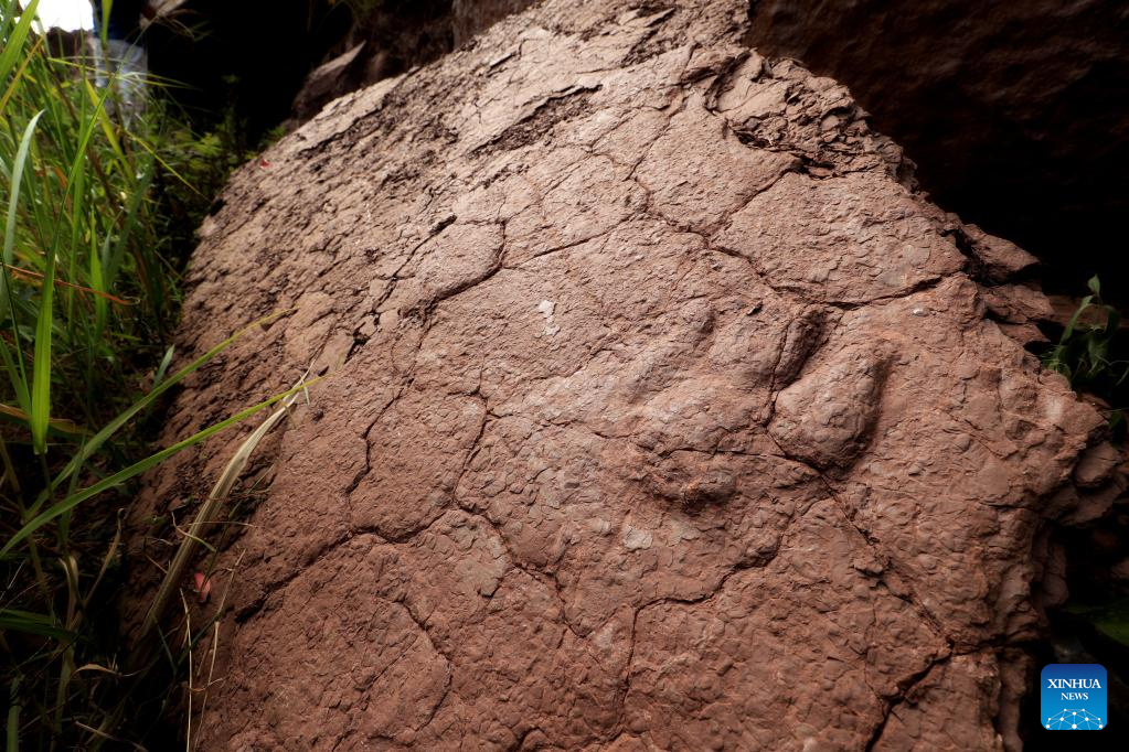 Rare fossilized dinosaur footprints found in east China