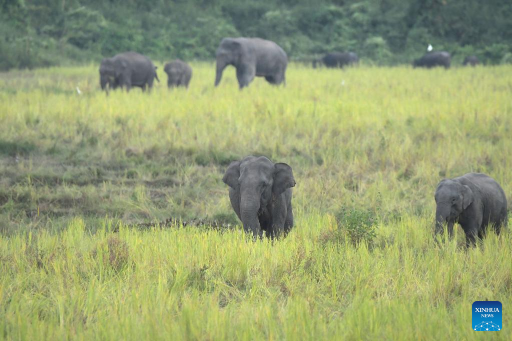 Wild elephants seen in Assam, India