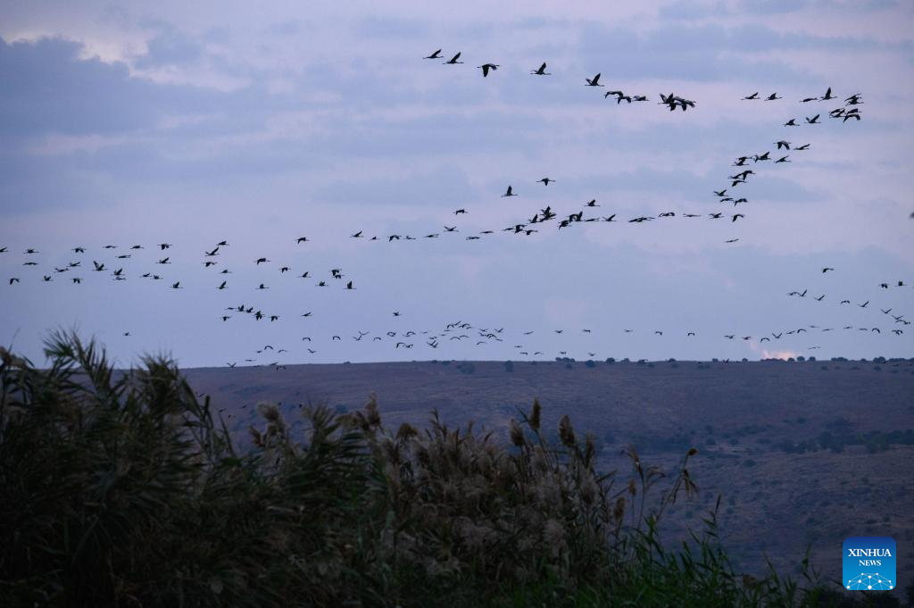 Migrating gray cranes seen in Hula Valley, Israel