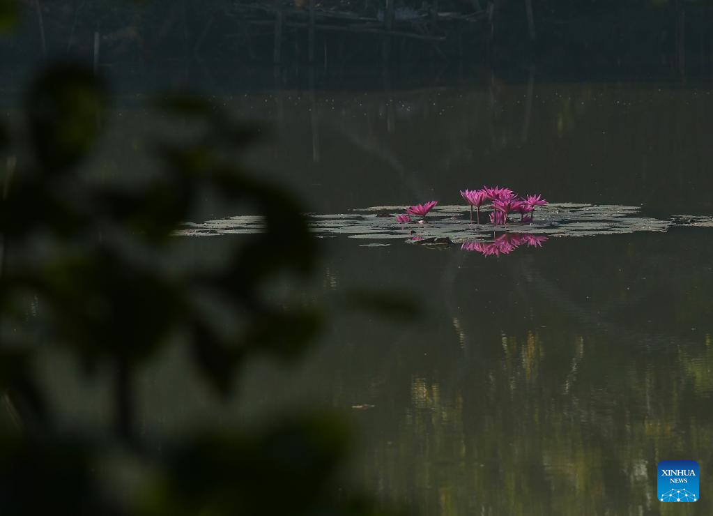 Pink water lily seen in Agartala, India