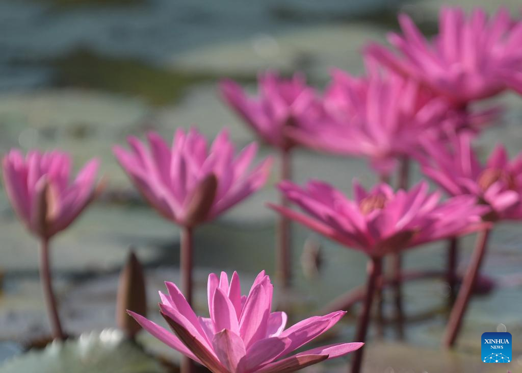 Pink water lily seen in Agartala, India