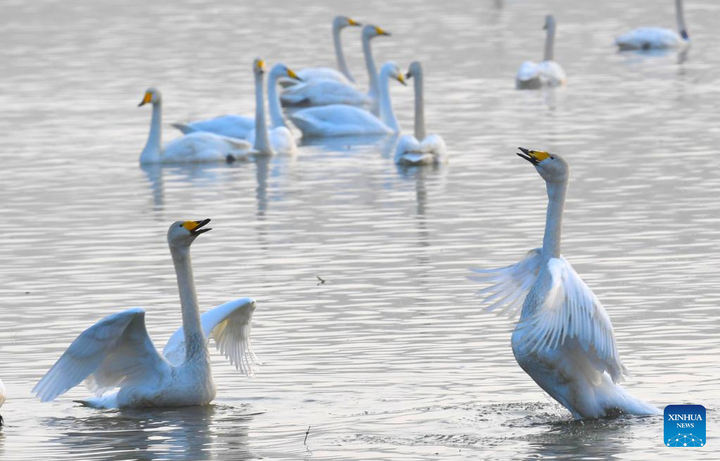 Migratory swans fly to C China's Yellow River wetland to spend winter