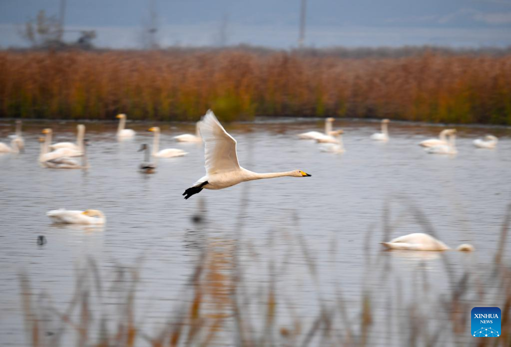 Migratory swans fly to C China's Yellow River wetland to spend winter