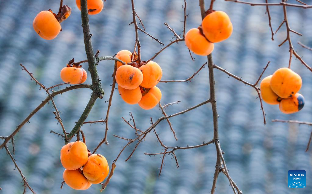 Beautiful persimmons in Luzhou, SW China's Sichuan