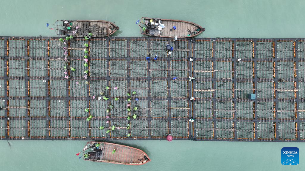 Fishermen tailor breeding way to improve survival rate of abalones in SE China