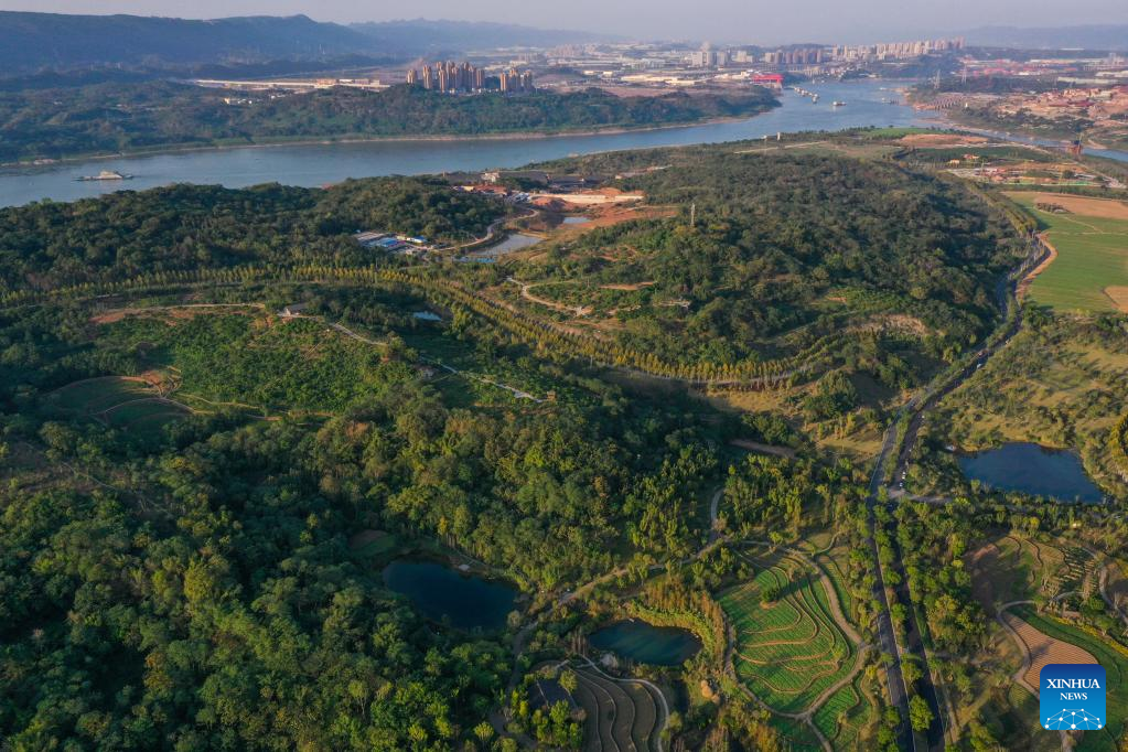 Across China: Flood-tolerant plants restore ecosystem on mega isle of Yangtze River