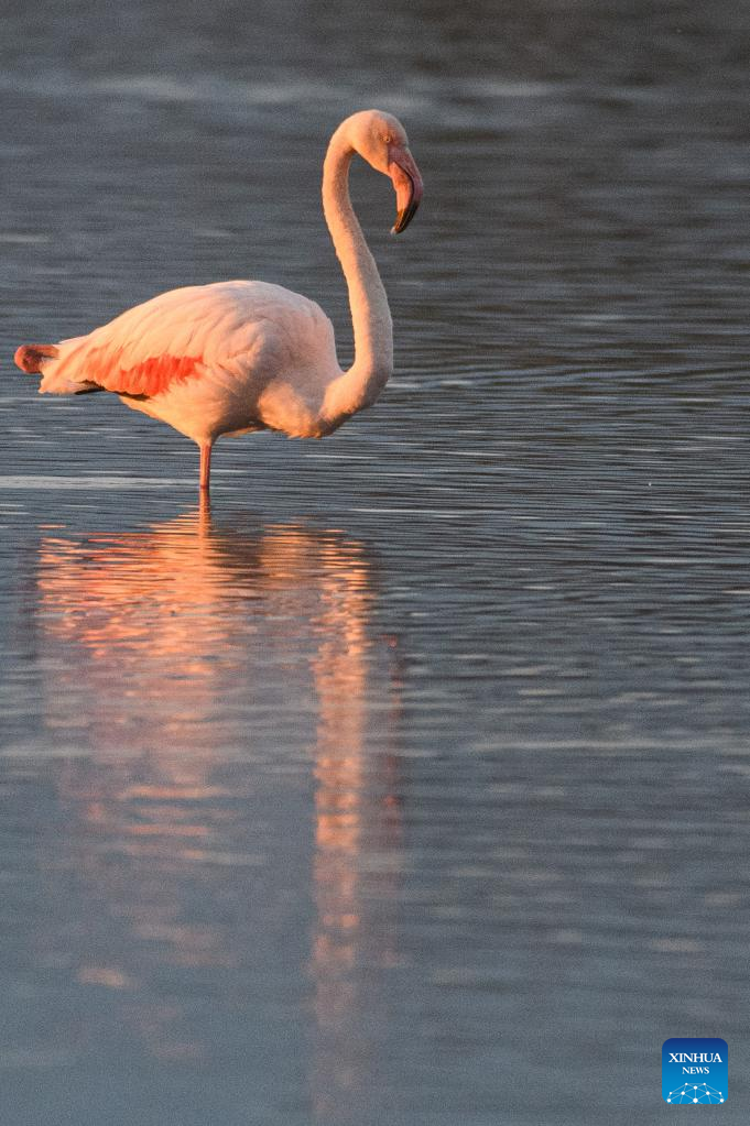 Greater flamingos seen in N Israel's Hula Valley