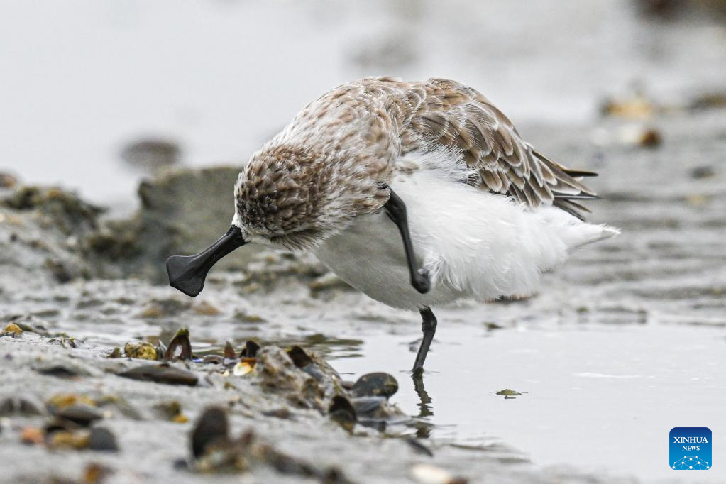 Spoon-billed sandpipers seen in Danzhou, S China's Hainan