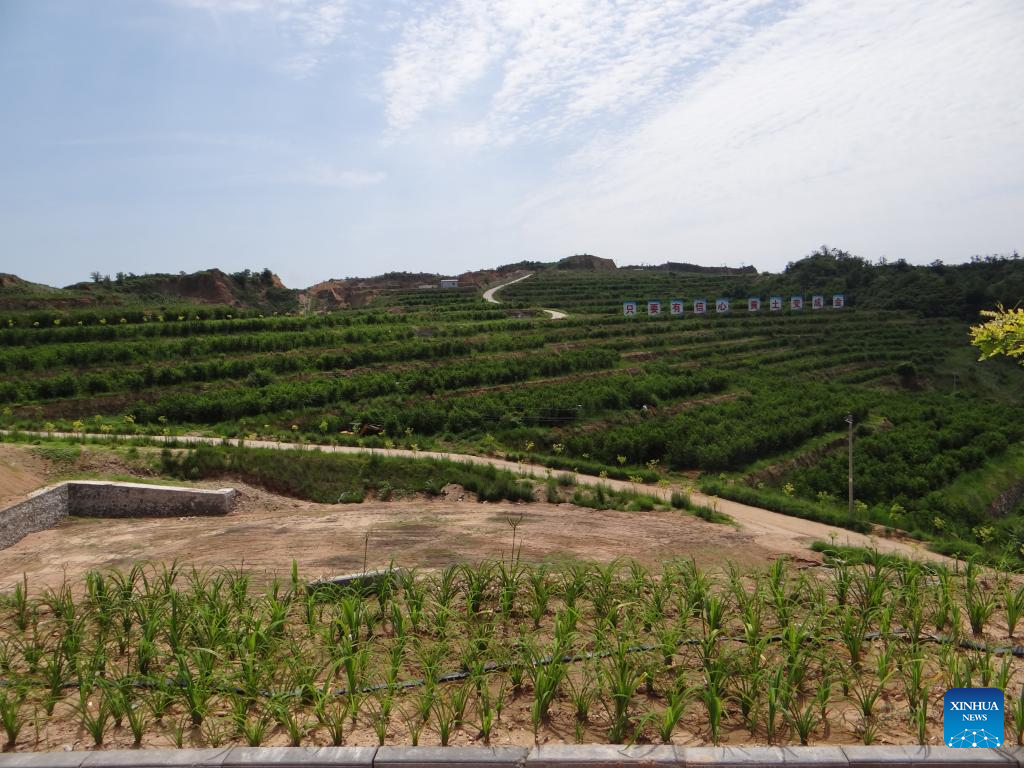 Across China: Overseas returnee opens modern orchards in mountainous village