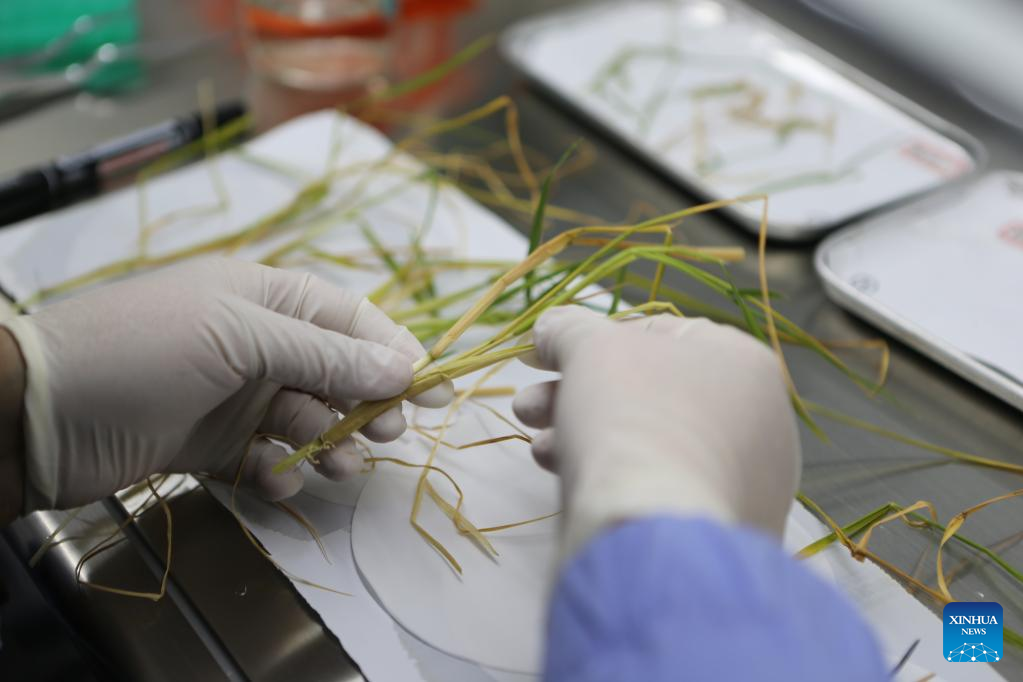 Chinese scientists complete rice, Arabidopsis life-cycle experiments in space