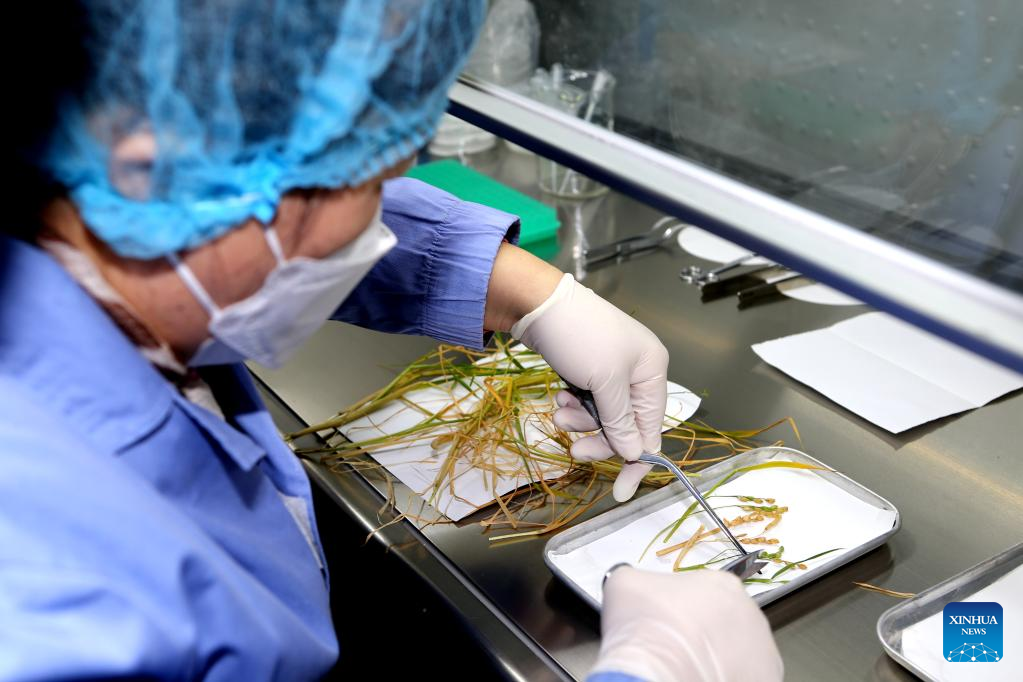 Chinese scientists complete rice, Arabidopsis life-cycle experiments in space