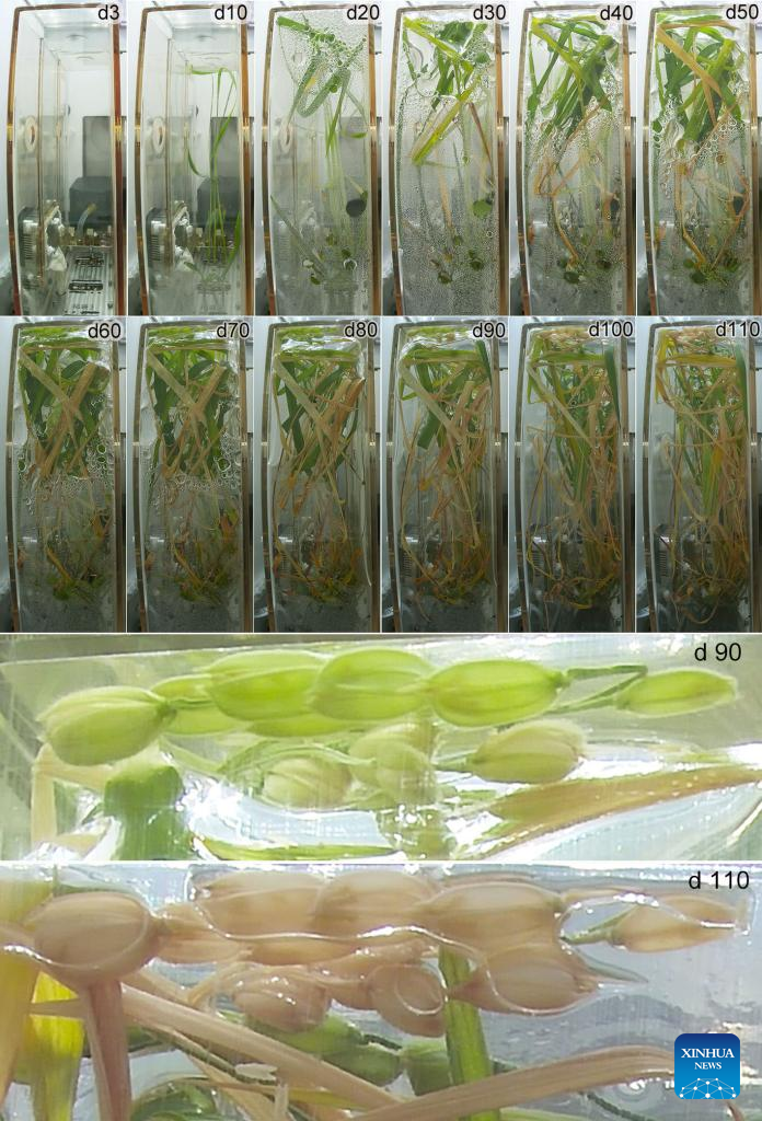 Chinese scientists complete rice, Arabidopsis life-cycle experiments in space