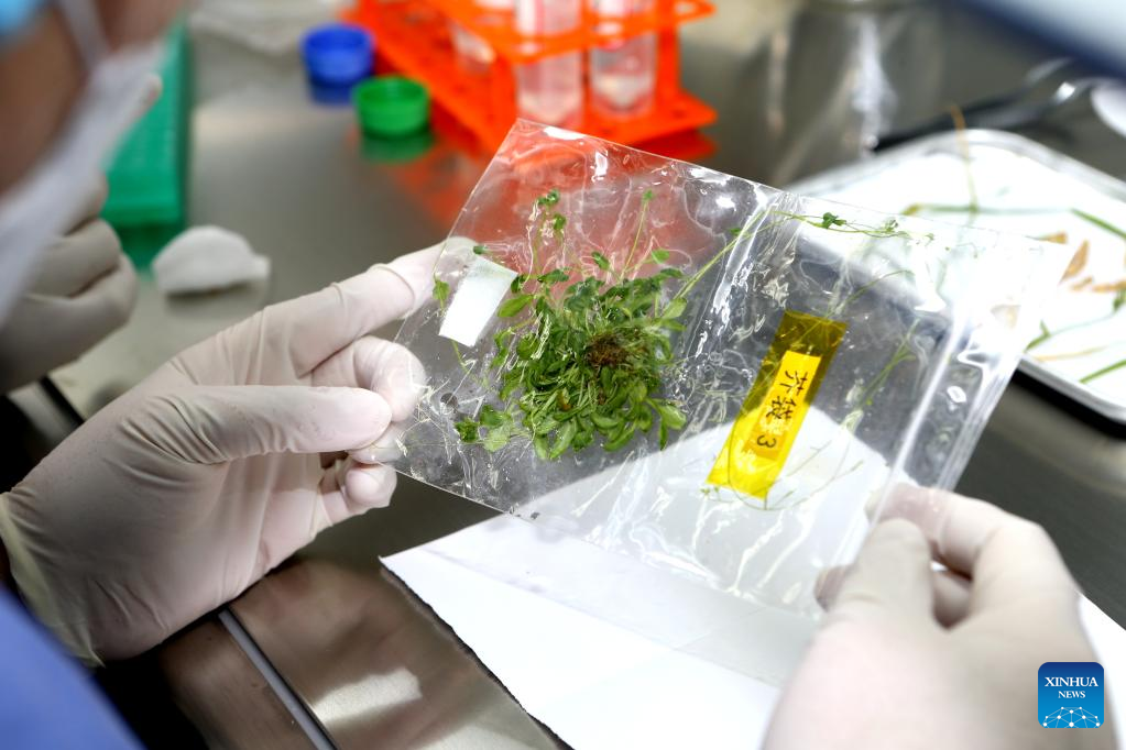 Chinese scientists complete rice, Arabidopsis life-cycle experiments in space