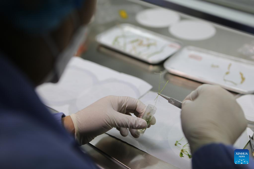 Chinese scientists complete rice, Arabidopsis life-cycle experiments in space