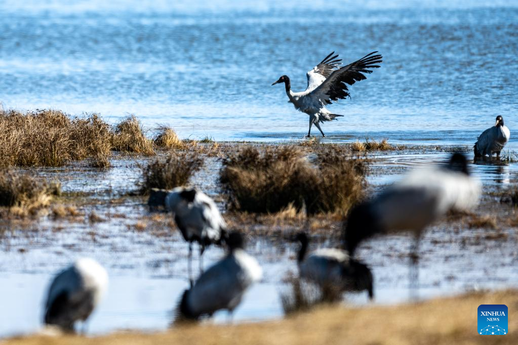 Pic story: protector of black-necked cranes in SW China's Yunnan