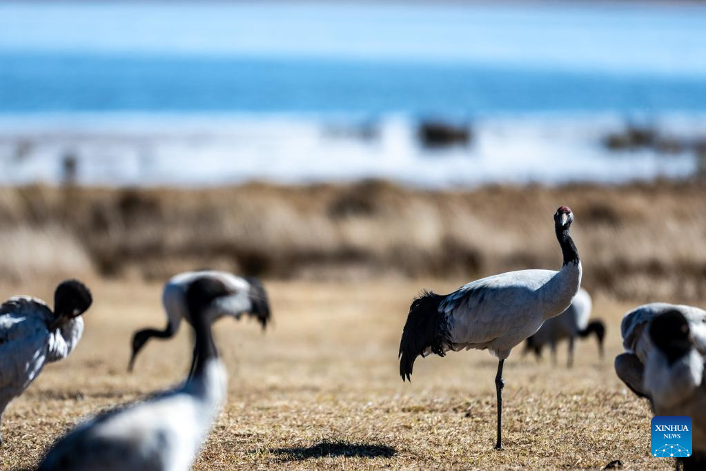 Pic story: protector of black-necked cranes in SW China's Yunnan