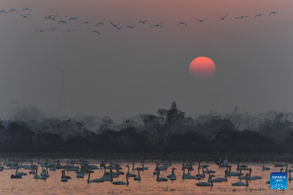 Wintering migrant birds arrive at Dongting Lake wetland in C China