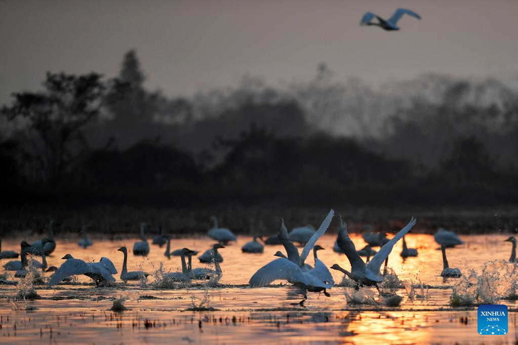 Wintering migrant birds arrive at Dongting Lake wetland in C China