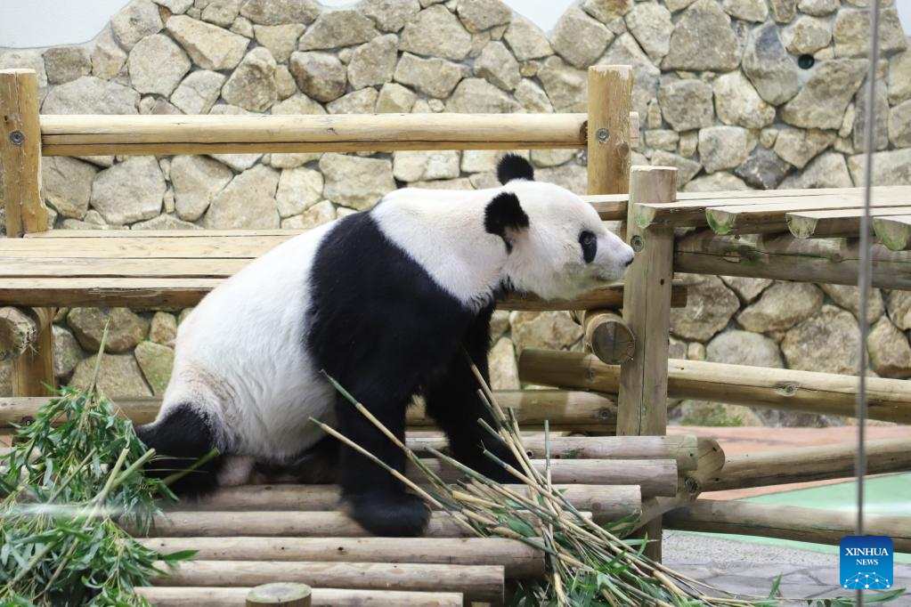 Giant panda Eimei appointed Sino-Japan friendship envoy