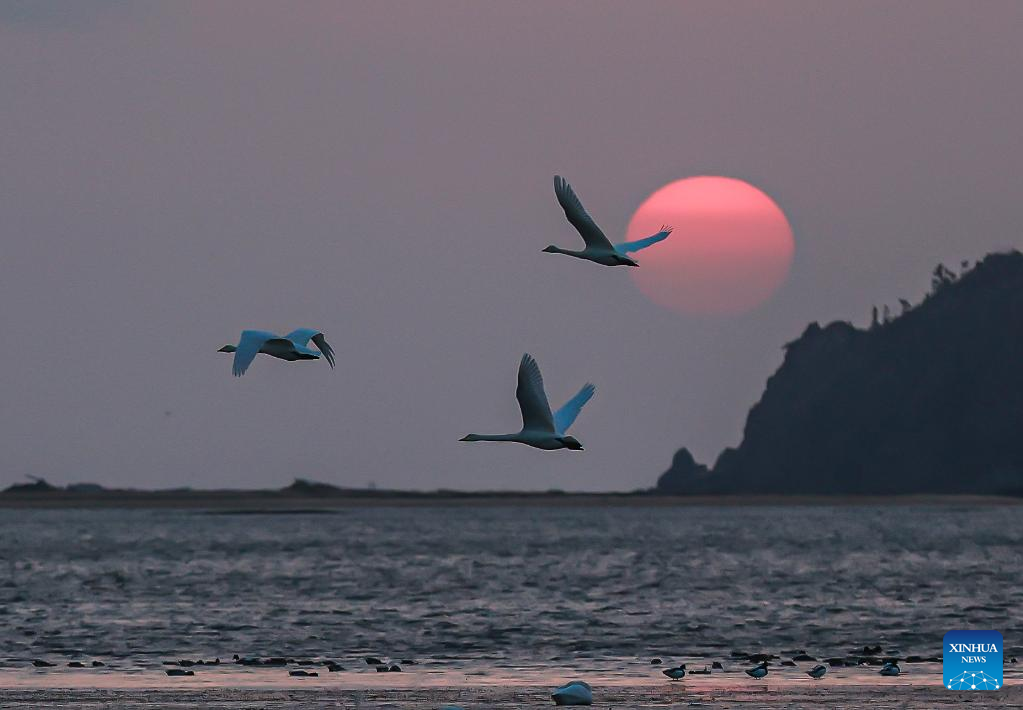 Birds seen in winter across China