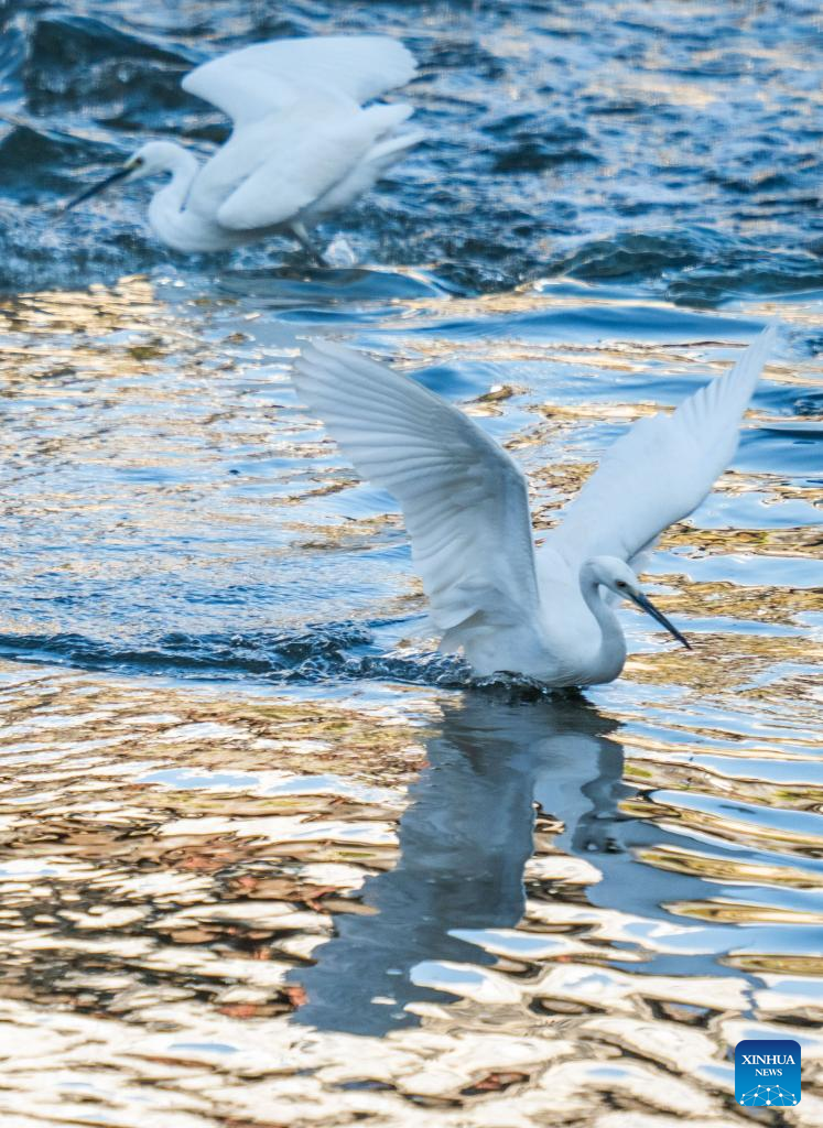 Birds seen in winter across China