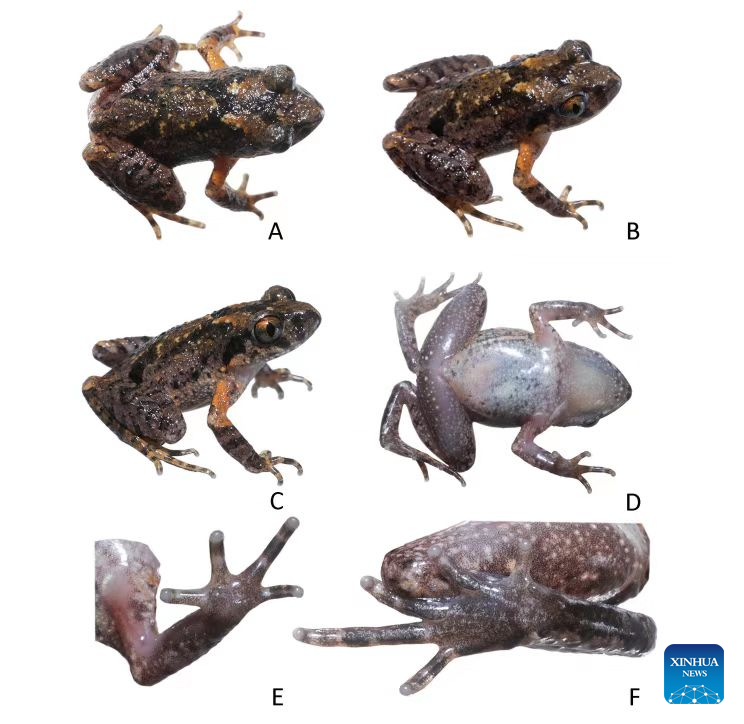 New frog species found in south China
