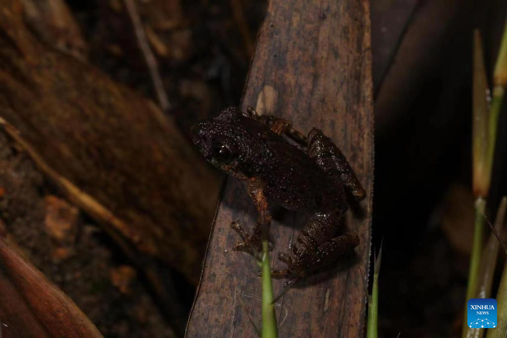 New frog species found in south China