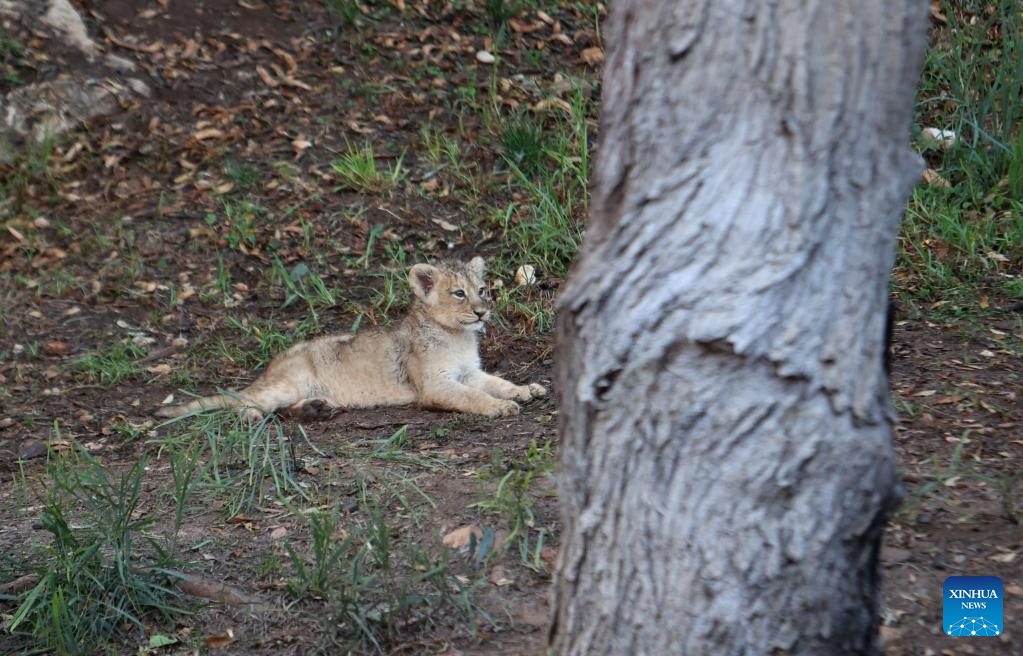 Lion cub seen at Jerusalem Biblical Zoo