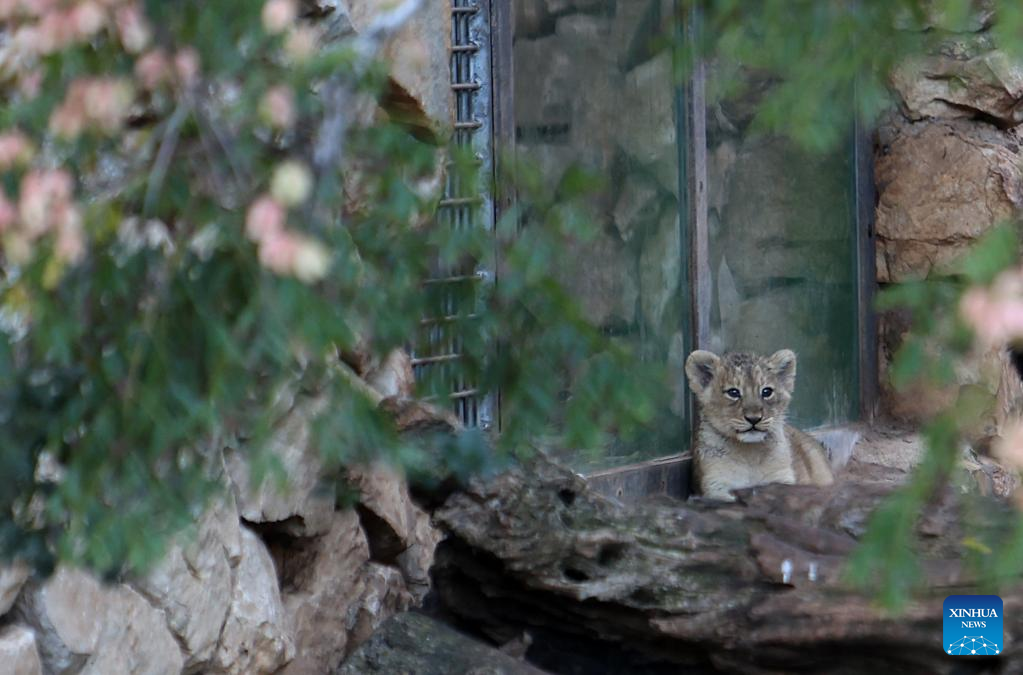 Lion cub seen at Jerusalem Biblical Zoo
