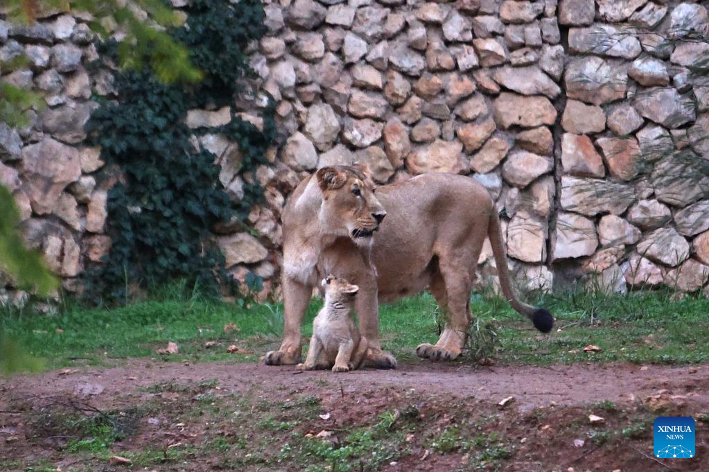 Lion cub seen at Jerusalem Biblical Zoo