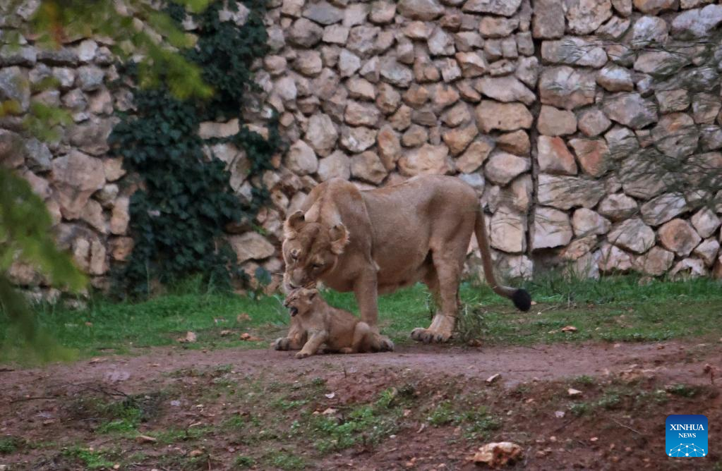 Lion cub seen at Jerusalem Biblical Zoo