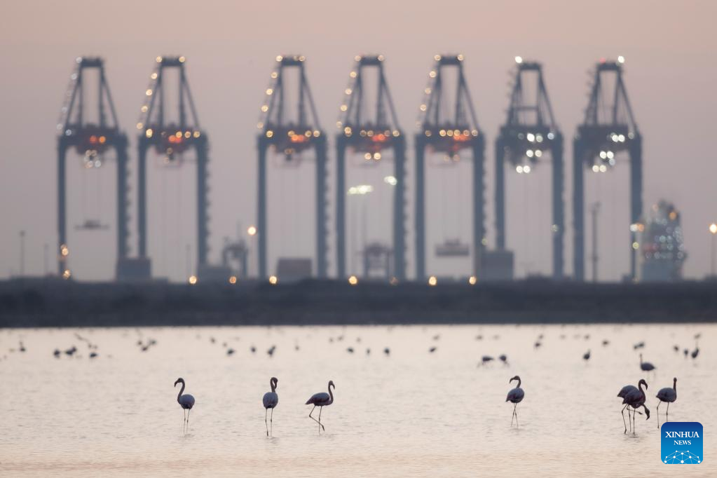 Flamingoes spend warm winter in Port Fouad, Egypt